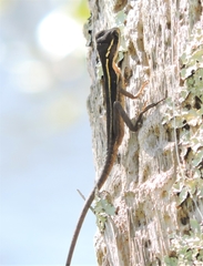 Basiliscus vittatus