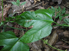 Gurania acuminata