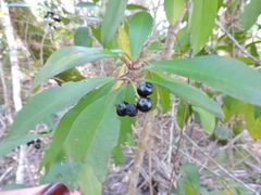 Ardisia elliptica