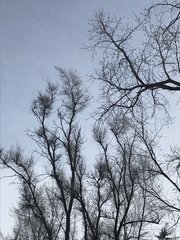 Podosphaera phytoptophila