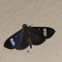 Erilusa leucoplagalis