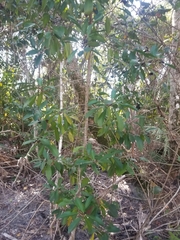 Ardisia elliptica