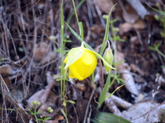 Calochortus pulchellus