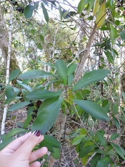 Ardisia elliptica