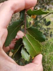 Quercus