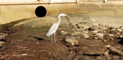 Ardea herodias