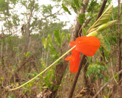 Helicteres brevispira