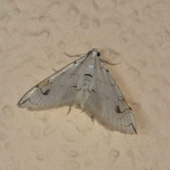 Neurophyseta