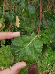Quercus