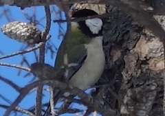 Parus minor