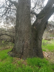 Quercus wislizeni
