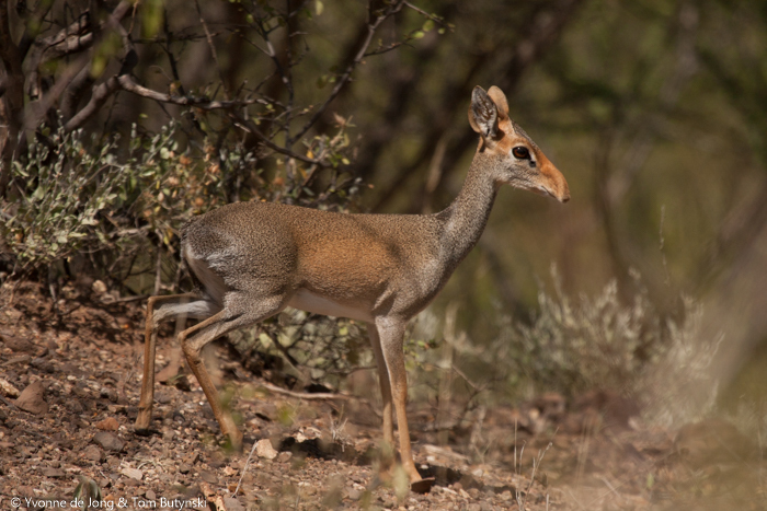 Guenther's Dik-Dik