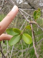 Quercus wislizeni