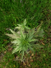 Artemisia douglasiana