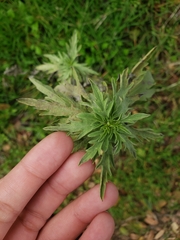Artemisia douglasiana