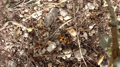 Dasymutilla cressoni