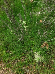 Artemisia douglasiana
