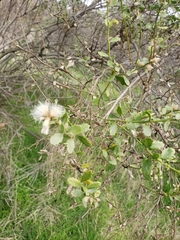 Baccharis pilularis
