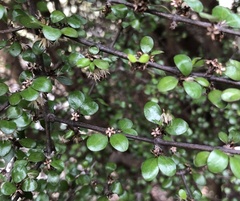 Olearia polita