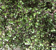 Olearia polita