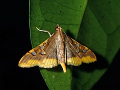 Prophantis