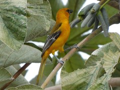 Icterus gularis