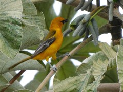 Icterus gularis