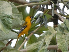 Icterus gularis
