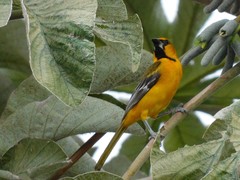 Icterus gularis