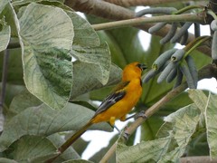 Icterus gularis