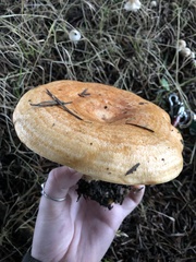 Lactarius aestivus