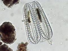 Surirella
