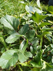 Angiospermae