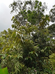 Vismia macrophylla