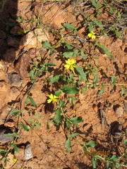 Goodenia glabra