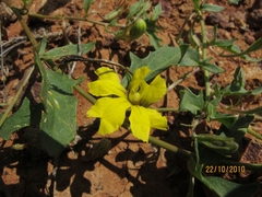 Goodenia glabra