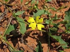 Goodenia glabra