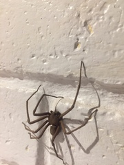 Sicarius thomisoides