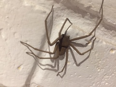 Sicarius thomisoides