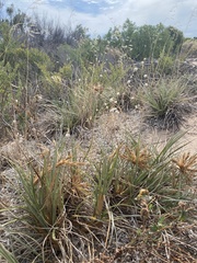Spinifex hirsutus