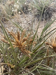 Spinifex hirsutus
