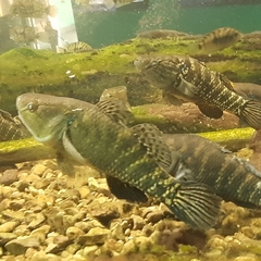 Dormitator latifrons