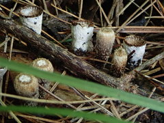 Trichoderma latizonatum