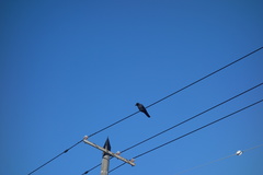 Corvus macrorhynchos