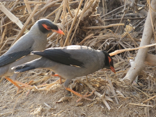Bank Myna
