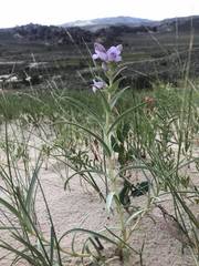 Penstemon haydenii