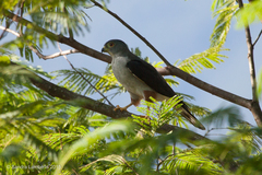 Accipiter bicolor