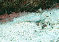 Gnatholepis cauerensis