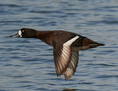 Greater Scaup photo 5