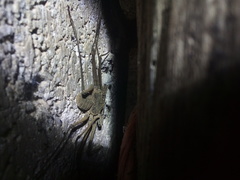 Paraphrynus chacmool